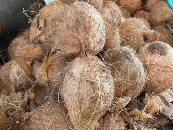 Menanti Nasib Pungutan Ekspor Kelapa di Tengah Krisis Bahan Baku