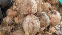 Menanti Nasib Pungutan Ekspor Kelapa di Tengah Krisis Bahan Baku