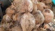 Menanti Nasib Pungutan Ekspor Kelapa di Tengah Krisis Bahan Baku