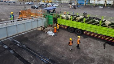 Barantin Cek 1.138 Sapi Asal Australia di Tanjung Intan Cilacap