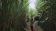 SGN PG Kwala Madu Targetkan Giling 270.000 Ton Tebu pada 2025