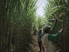 SGN PG Kwala Madu Targetkan Giling 270.000 Ton Tebu pada 2025