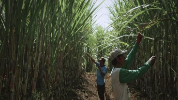 SGN PG Kwala Madu Targetkan Giling 270.000 Ton Tebu pada 2025