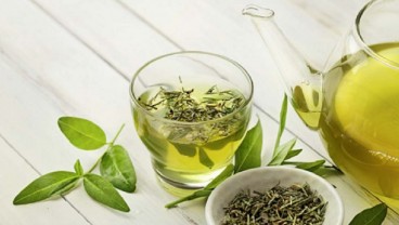Produksi Teh Garut Menurun, Penyusutan Lahan Jadi Pemicu Utama