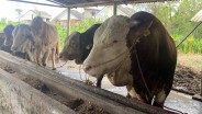 Blembo, Sapi Kurban Presiden di Sumsel yang Miliki Berat 1,01 Ton