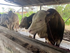 Blembo, Sapi Kurban Presiden di Sumsel yang Miliki Berat 1,01 Ton