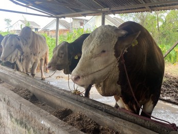 Blembo, Sapi Kurban Presiden di Sumsel yang Miliki Berat 1,01 Ton