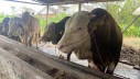 Blembo, Sapi Kurban Presiden di Sumsel yang Miliki Berat 1,01 Ton