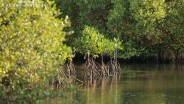 China Energy Investment Group Kembangkan Hutan Mangrove di Area PLTU Jawa 7
