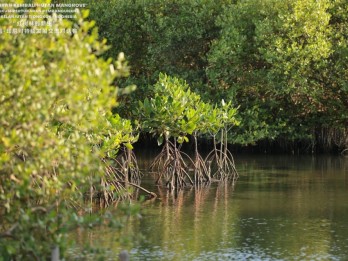China Energy Investment Group Kembangkan Hutan Mangrove di Area PLTU Jawa 7