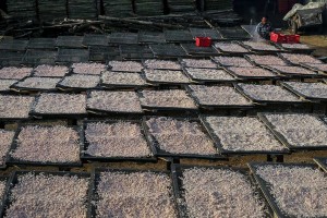 Pemerintah Tingkatkan Serapan Udang Nasional Melalui Kampanye Gemarikan