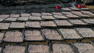 Pemerintah Tingkatkan Serapan Udang Nasional Melalui Kampanye Gemarikan
