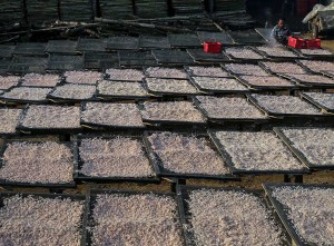 Pemerintah Tingkatkan Serapan Udang Nasional Melalui Kampanye Gemarikan