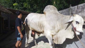 Dua Sapi Raksasa dari Rokan Hulu Terpilih Jadi Hewan Kurban Presiden Prabowo untuk Riau