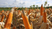 Bulog Riau-Kepri Siap Tampung Produksi Jagung Petani Pekanbaru
