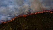 Hutan Primer Indonesia yang Hilang Turun 11% pada 2024