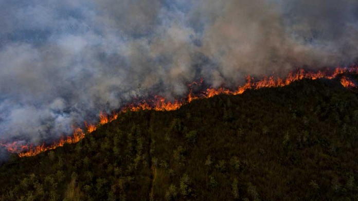 Hutan Primer Indonesia yang Hilang Turun 11% pada 2024