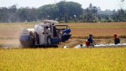 Pemprov Sulsel akan Bagikan 5 Juta Kilogram Bantuan Benih Padi ke Petani