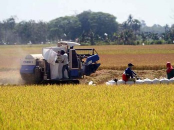 Pemprov Sulsel akan Bagikan 5 Juta Kilogram Bantuan Benih Padi ke Petani
