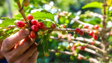 Badan Riset Buleleng Mulai Pengembangan Komoditas Kopi