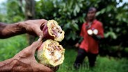 Program Mandiri Benih Sulsel Diperluas ke Komoditas Kakao dan Kentang