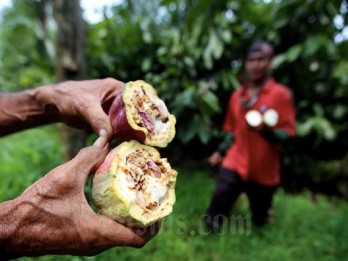 Program Mandiri Benih Sulsel Diperluas ke Komoditas Kakao dan Kentang