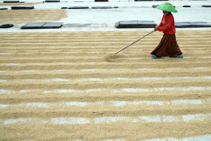 Pemerintah Berkomitmen Menjaga Harga Gabah Kering Panen di Tingkat Petani Sebesar Rp6.5000 Per Kilogram