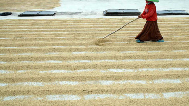 Pemerintah Berkomitmen Menjaga Harga Gabah Kering Panen di Tingkat Petani Sebesar Rp6.5000 Per Kilogram