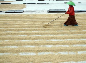 Pemerintah Berkomitmen Menjaga Harga Gabah Kering Panen di Tingkat Petani Sebesar Rp6.5000 Per Kilogram