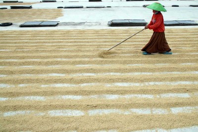 Pemerintah Berkomitmen Menjaga Harga Gabah Kering Panen di Tingkat Petani Sebesar Rp6.5000 Per Kilogram
