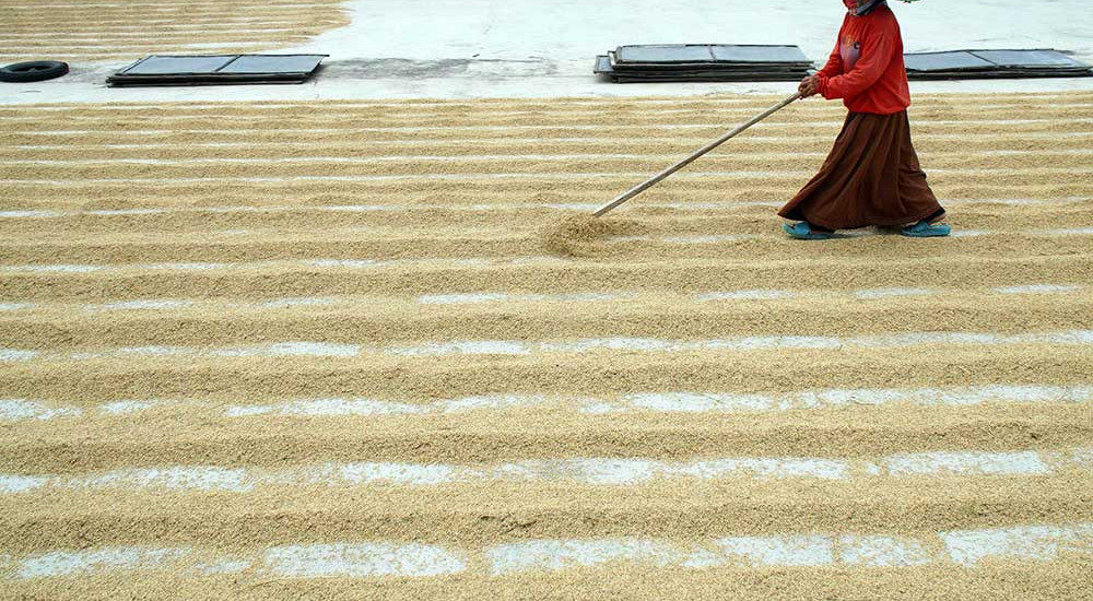 Pemerintah Berkomitmen Menjaga Harga Gabah Kering Panen di Tingkat Petani Sebesar Rp6.5000 Per Kilogram