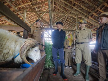 Indramayu Siapkan 10.000 Domba Lokal untuk Kurban