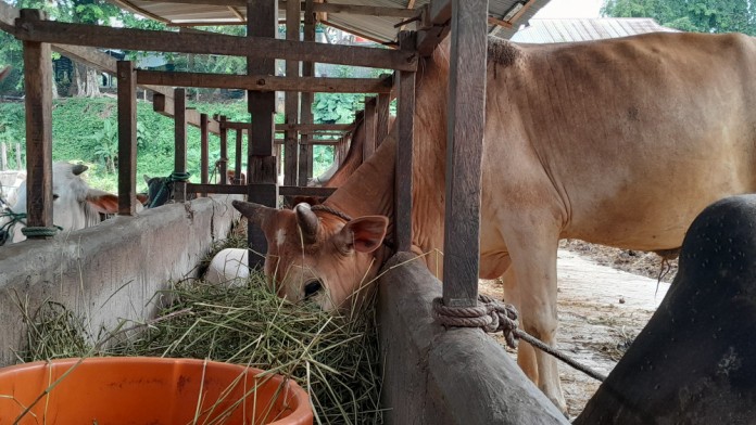 Presiden Prabowo Sumbang 13 Ekor Sapi untuk Kurban di Papua