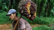 Beban Tambahan Petani Sawit di Sumsel