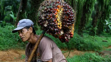Beban Tambahan Petani Sawit di Sumsel