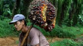 Beban Tambahan Petani Sawit di Sumsel