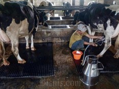 China Bakal Bangun Pabrik Susu hingga Peternakan Sapi di RI