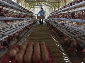 BUMdes Penyedia Telur Ayam Untuk Program MBG
