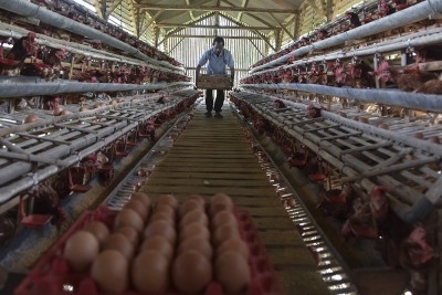 BUMdes Penyedia Telur Ayam Untuk Program MBG