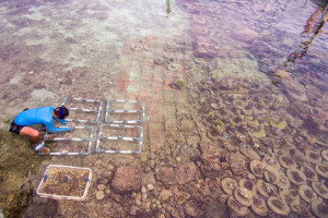 Pembibitan dan Penaman Terumbu Rarang di Pulau Pramuka