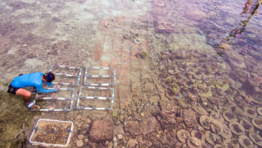 Pembibitan dan Penaman Terumbu Rarang di Pulau Pramuka