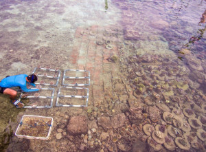 Pembibitan dan Penaman Terumbu Rarang di Pulau Pramuka