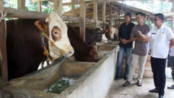 Presiden Prabowo Berkurban 25 Ekor Sapi di Sulsel, Disebar ke Tiap Daerah