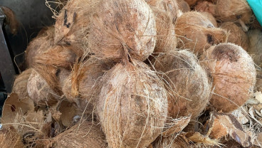 Bappenas Siapkan Roadmap Tata Kelola dan Tata Niaga Kelapa di Riau