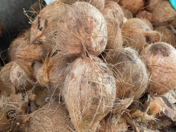 Bappenas Siapkan Roadmap Tata Kelola dan Tata Niaga Kelapa di Riau