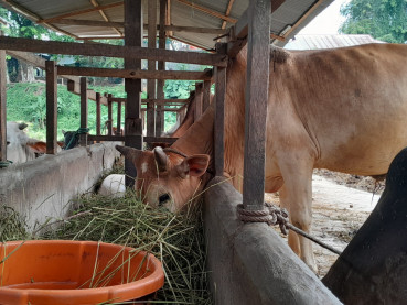 Rekomendasi Masakan Daging Kurban Saat Iduladha