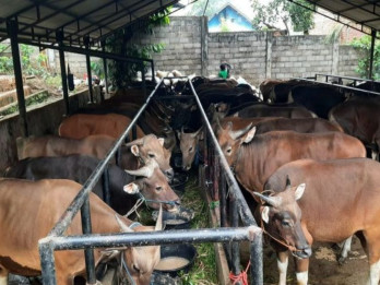 Jelang Iduladha, Hewan Ternak di Sulsel Melimpah