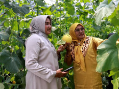 Ekowisata di Tanah Datar, Bisa Panen Melon Hasil Budi Daya Smart Screen House