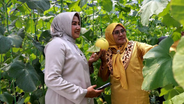 Ekowisata di Tanah Datar, Bisa Panen Melon Hasil Budi Daya Smart Screen House
