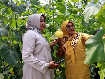 Ekowisata di Tanah Datar, Bisa Panen Melon Hasil Budi Daya Smart Screen House